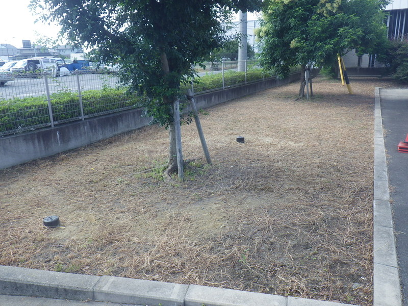 除草剤散布後の刈込