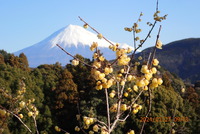 富士山と蝋梅の花