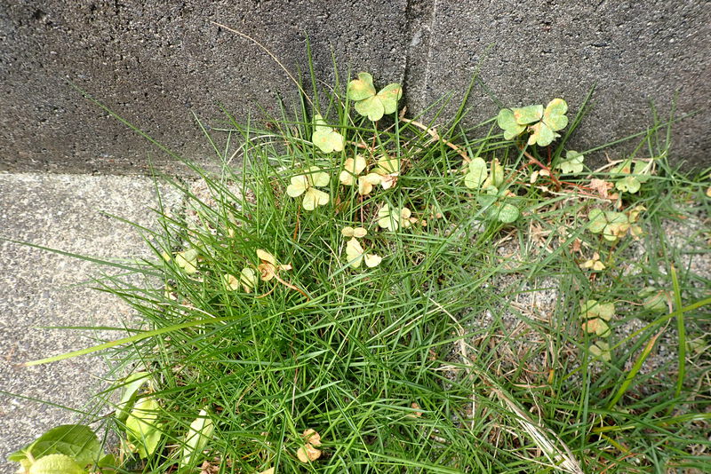 メヒシバ ハマスゲ カタバミに除草剤散布して2週間後 L 袋井市の芝生販売 芝生の手入れ専門 ふーまの店