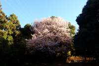 ヒマラヤ桜満開