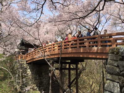高遠の桜　桜15’