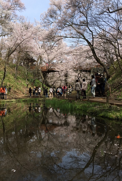高遠の桜　桜15’