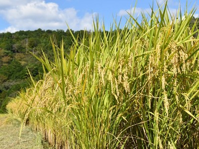 久留米木の棚田