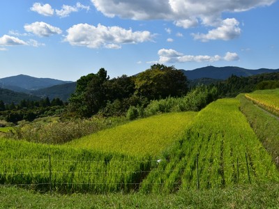 久留米木の棚田
