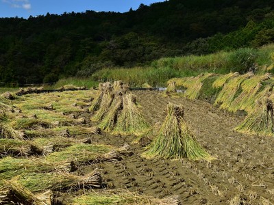 久留米木の棚田