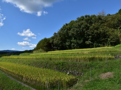 久留米木の棚田