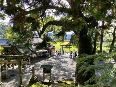 『事任八幡宮』イチョウの木