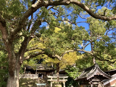 『事任八幡宮』イチョウの木