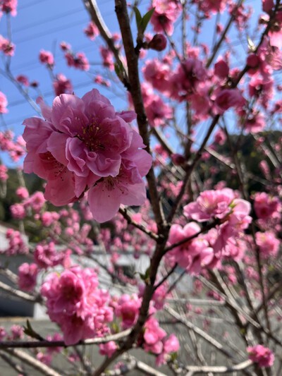 道の駅『花桃の里』