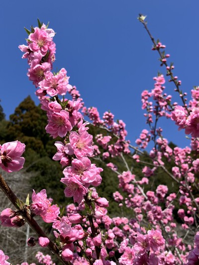 道の駅『花桃の里』