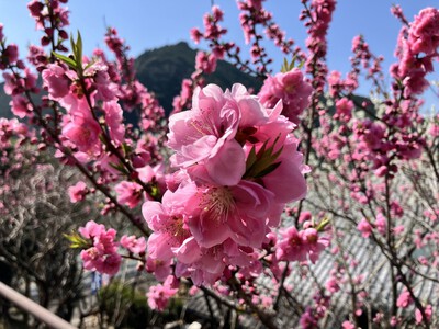 道の駅『花桃の里』