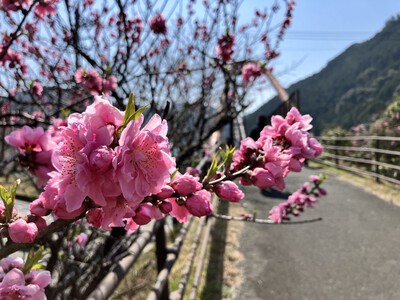 道の駅『花桃の里』