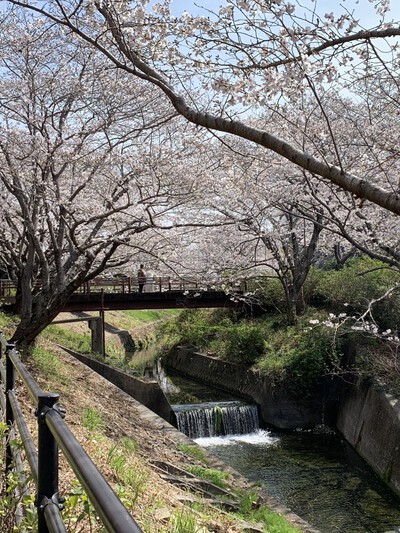 25年桜『花川公園の桜並木』