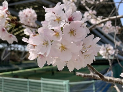 25年桜『花川公園の桜並木』