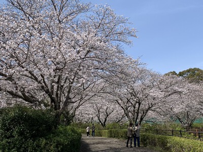 25年桜『花川公園の桜並木』