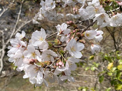 25年桜『奥山公園の桜』