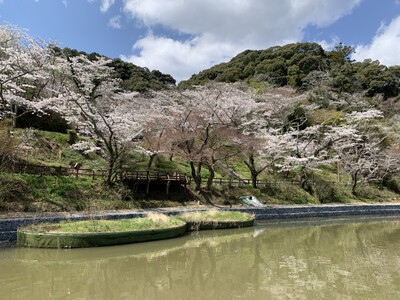 25年桜『奥山公園の桜』