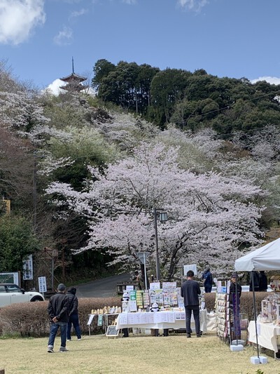 25年桜『奥山公園の桜』
