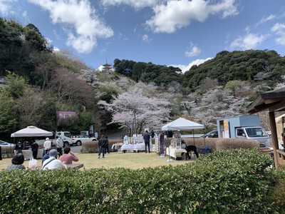 25年桜『奥山公園の桜』