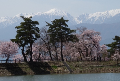 アルプスと桜　桜16’