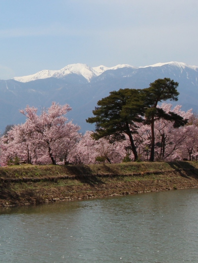 アルプスと桜　桜16’