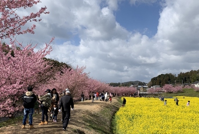 ２０２０桜≪大山河津桜と菜花畑≫