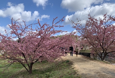 ２０２０桜≪大山河津桜と菜花畑≫