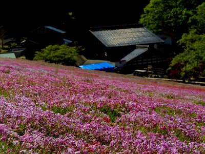 國田家の芝桜