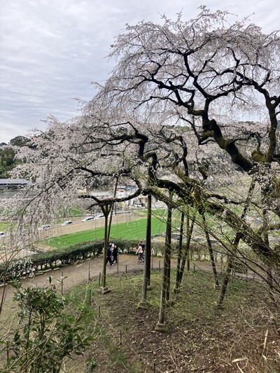 25年桜『奥山田のしだれ桜』
