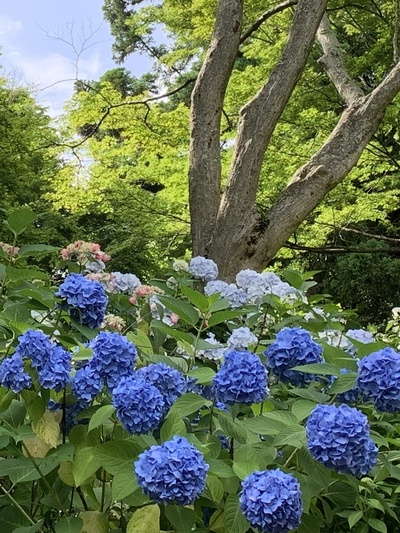 あじさいの『普門寺』