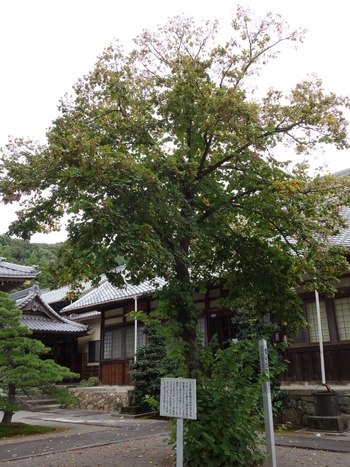 豊川市の古刹