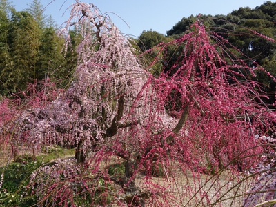昇竜枝垂れ梅