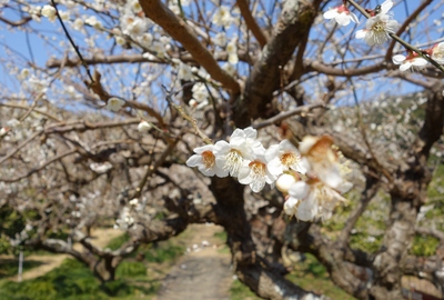長楽寺「梅」