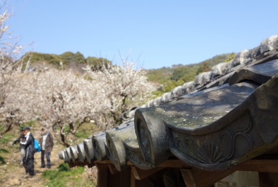 長楽寺「梅」