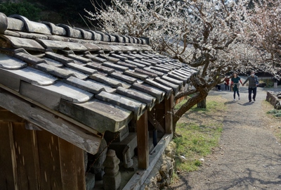 長楽寺「梅」