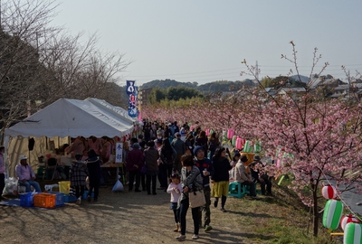 東大山さくらまつり