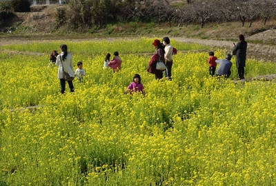 東大山さくらまつり