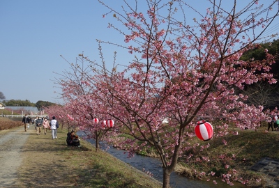 東大山さくらまつり