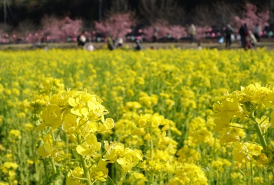 東大山さくらまつり