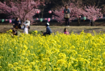 東大山さくらまつり