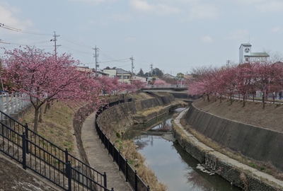 掛川城桜まつり