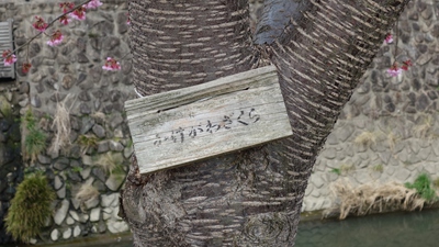 掛川城桜まつり