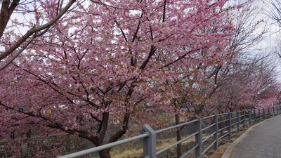 掛川城桜まつり