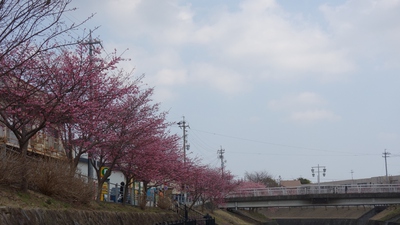 掛川城桜まつり