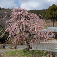 奥山高原「梅」