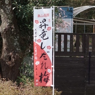 奥山高原「梅」
