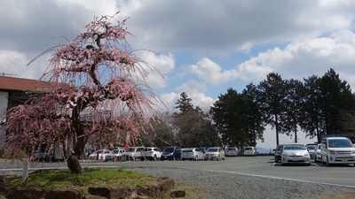 奥山高原「梅」