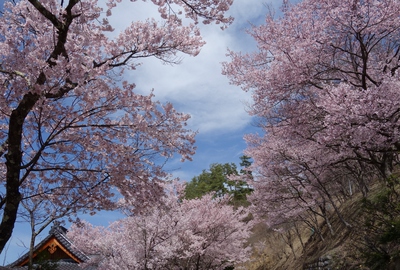 国道152号線　桜16’