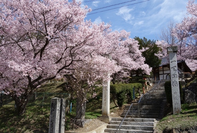 国道152号線　桜16’