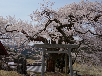 愛宕神社　桜16’